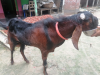 তোতা পুরী ক্রস